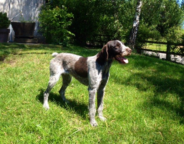 Du Hameau Dans Haut - Chiots 1 AN